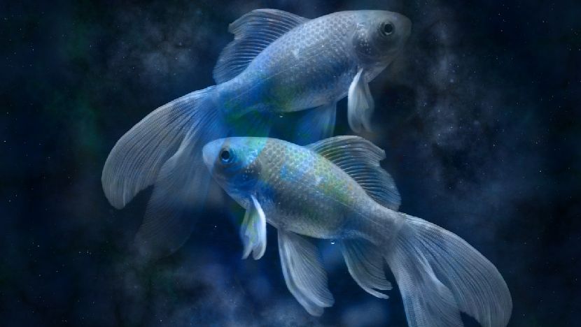 Foto-ilustracija: pixabay.com