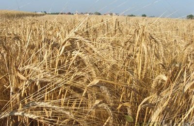 prodajem-jecam-rod-2014-slika-39004518