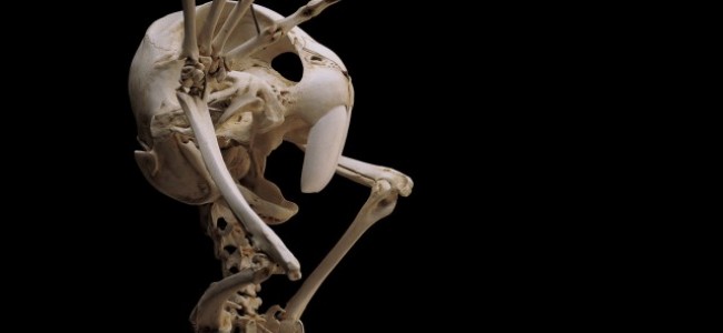 Skeleti najpoznatijih junaka crtaća! Definitivno originalno!