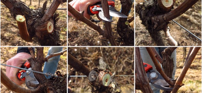 PRNJAVOR: U nedjelju predavanje i praktična vježba “Rezidba vinove loze”