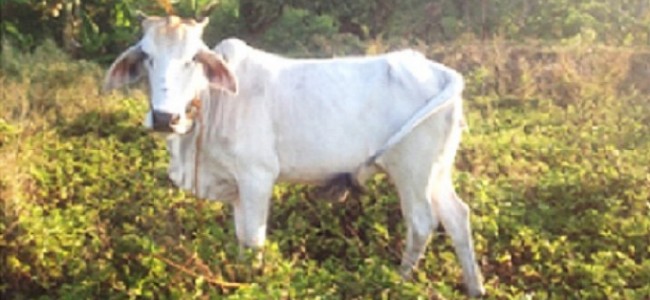 MORBIDNO Filipinac silovao kravu, policija ga uhapsila!