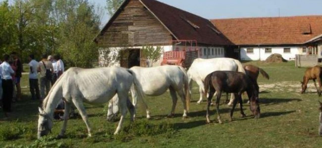 Prnjavor: Stiže podmladak u ergelu